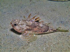 Maxillicosta scabriceps