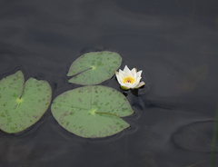 Nymphaea tetragona
