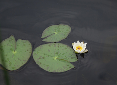 Nymphaea tetragona