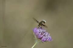 Anastoechus barbatus