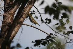 Zosterops erythropleurus