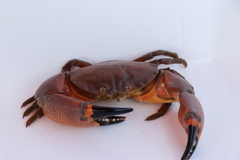 Menippe frontalis