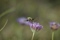 Anastoechus barbatus