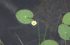 Nymphaea tetragona