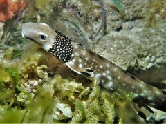 Necklace Carpet Shark photo 4