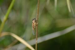 Cicada barbara
