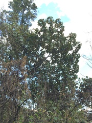 Chiranthodendron pentadactylon