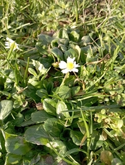 Bellis perennis