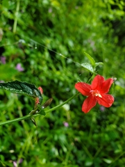 Ruellia coccinea