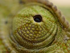 Chamaeleo chamaeleon