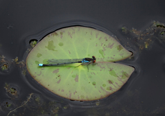Erythromma najas humerale