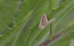 Eublemma cochylioides