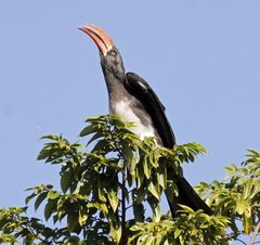 Lophoceros alboterminatus