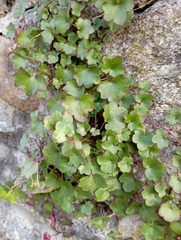 Cymbalaria muralis
