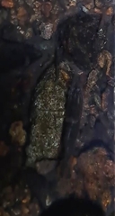 Macrobrachium laevis