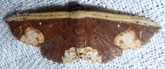 Oruza glaucotorna