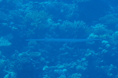 Fistularia commersonii