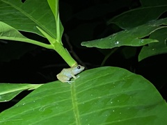 Diasporus