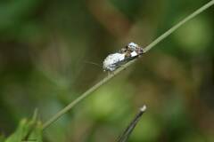 Acontia lucida