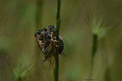 Neotibicen canicularis