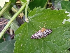Anania hortulata