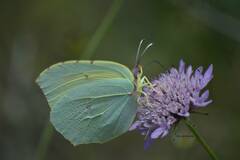 Gonepteryx cleopatra
