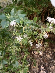 Jasminum