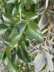 Jasminum