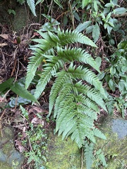 Dryopteris varia