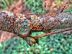 Nectria cinnabarina