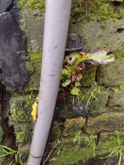 Asplenium scolopendrium scolopendrium