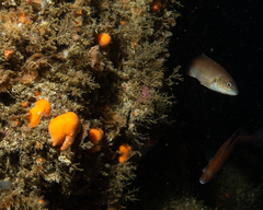 Tautogolabrus adspersus