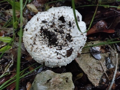 Amanita echinocephala