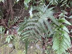 Dryopteris varia