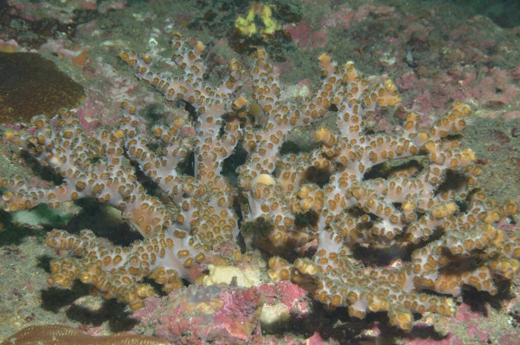 Schizoculina africana