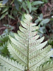 Dryopteris varia