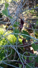 Aristolochia baetica