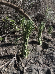 Austrocylindropuntia subulata