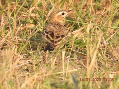Anthus godlewskii
