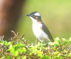 Pycnonotus sinensis formosae