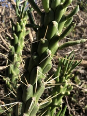 Austrocylindropuntia subulata