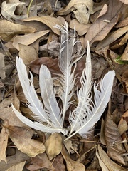 Pelecaniformes