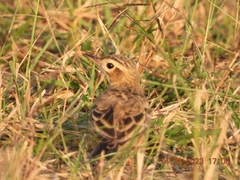 Anthus godlewskii