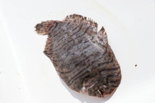 Sole (Trinectes fonsecensis) — Achiridae — 4