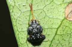 Dactylispa latipennis