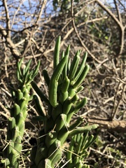 Austrocylindropuntia subulata