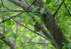 Acrocephalus dumetorum