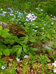 Cardamine bulbifera
