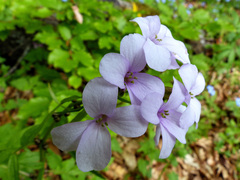 Cardamine bulbifera