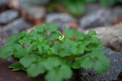 Cardamine flexuosa